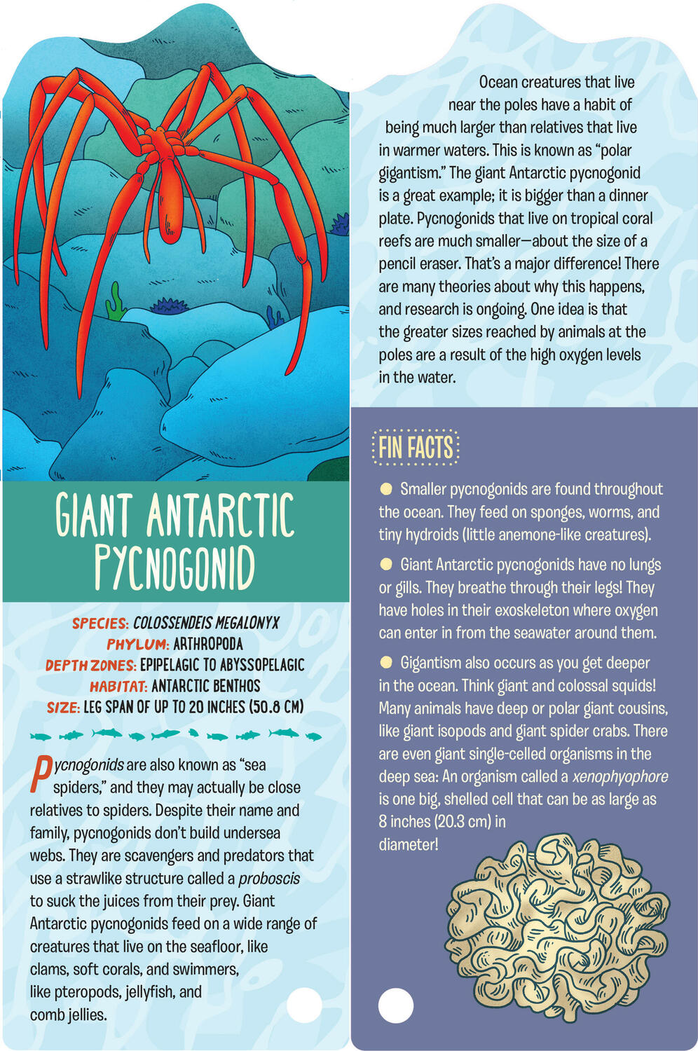 Fandex Kids: Ocean: Facts That Fit in Your Hand: 49 Sea Creatures Inside!