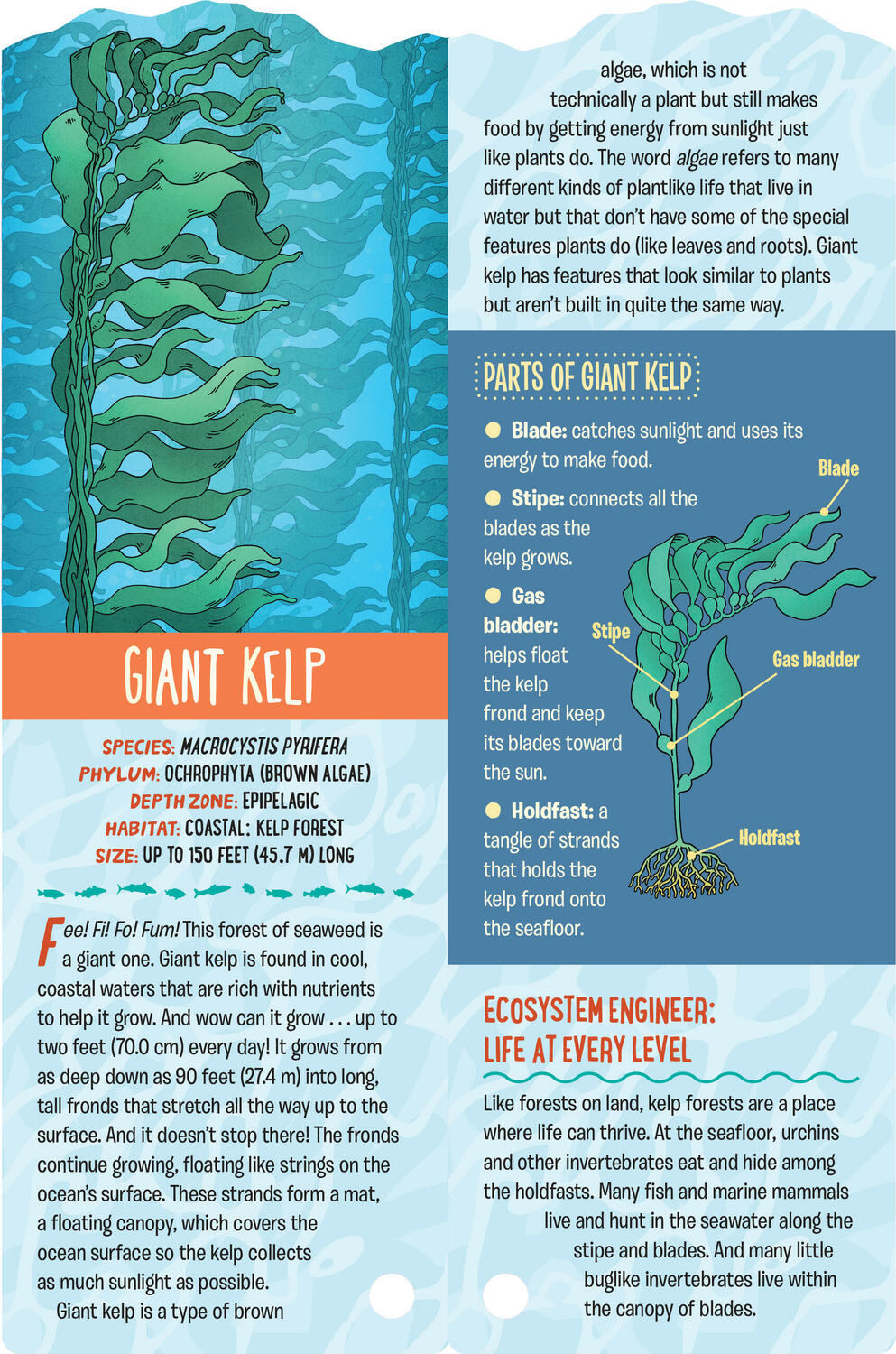 Fandex Kids: Ocean: Facts That Fit in Your Hand: 49 Sea Creatures Inside!