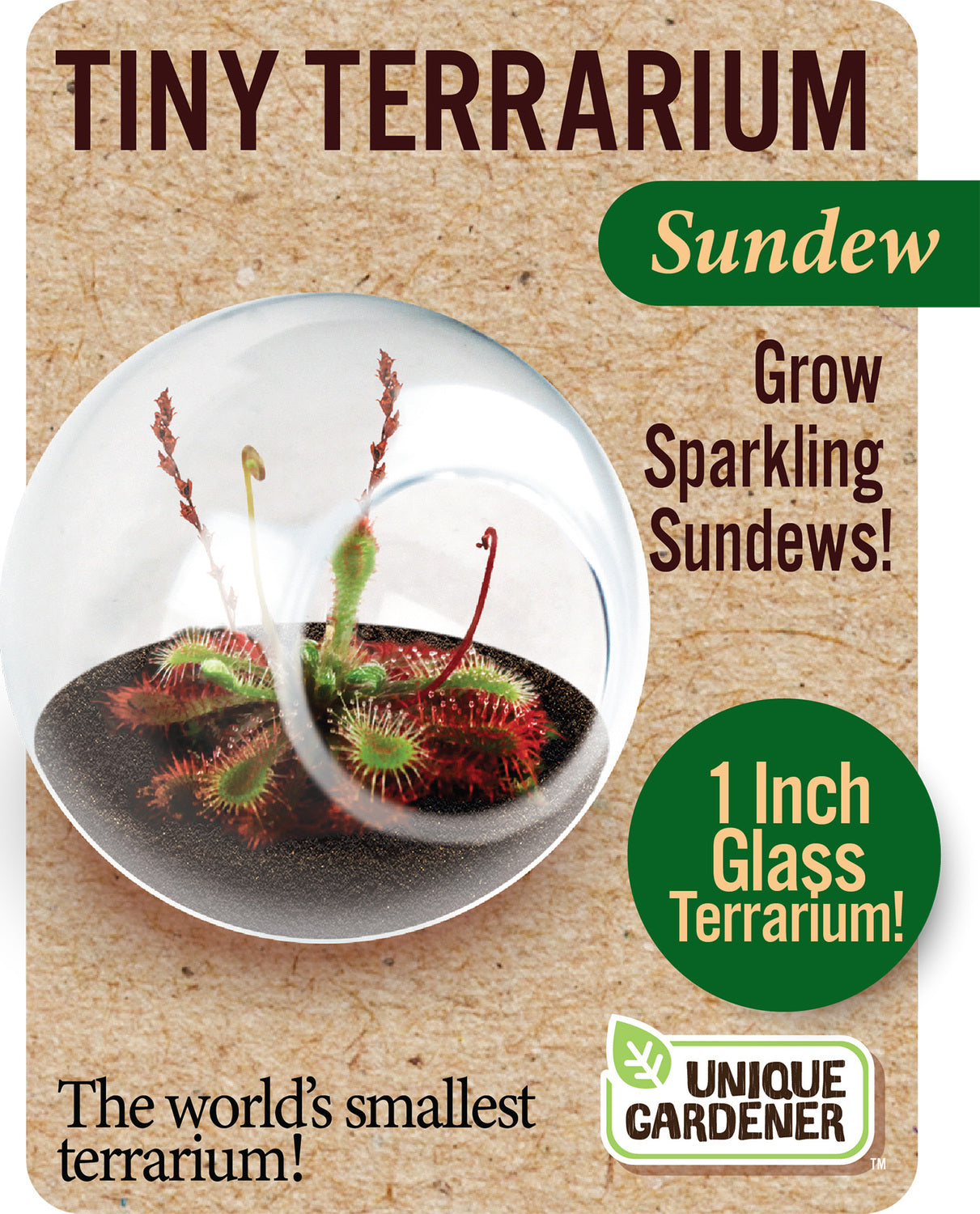 Tiny Terrariums Carnivorous (assorted)