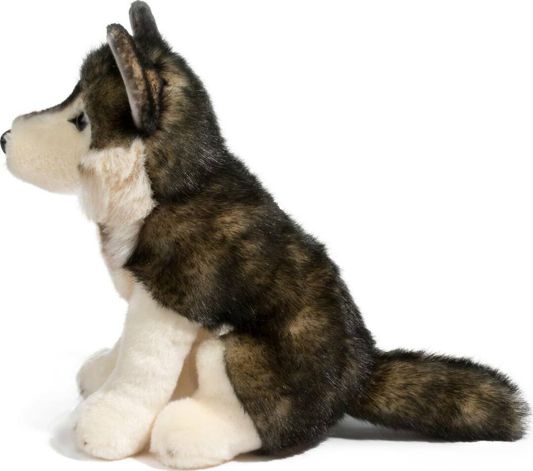 Atka Wolf