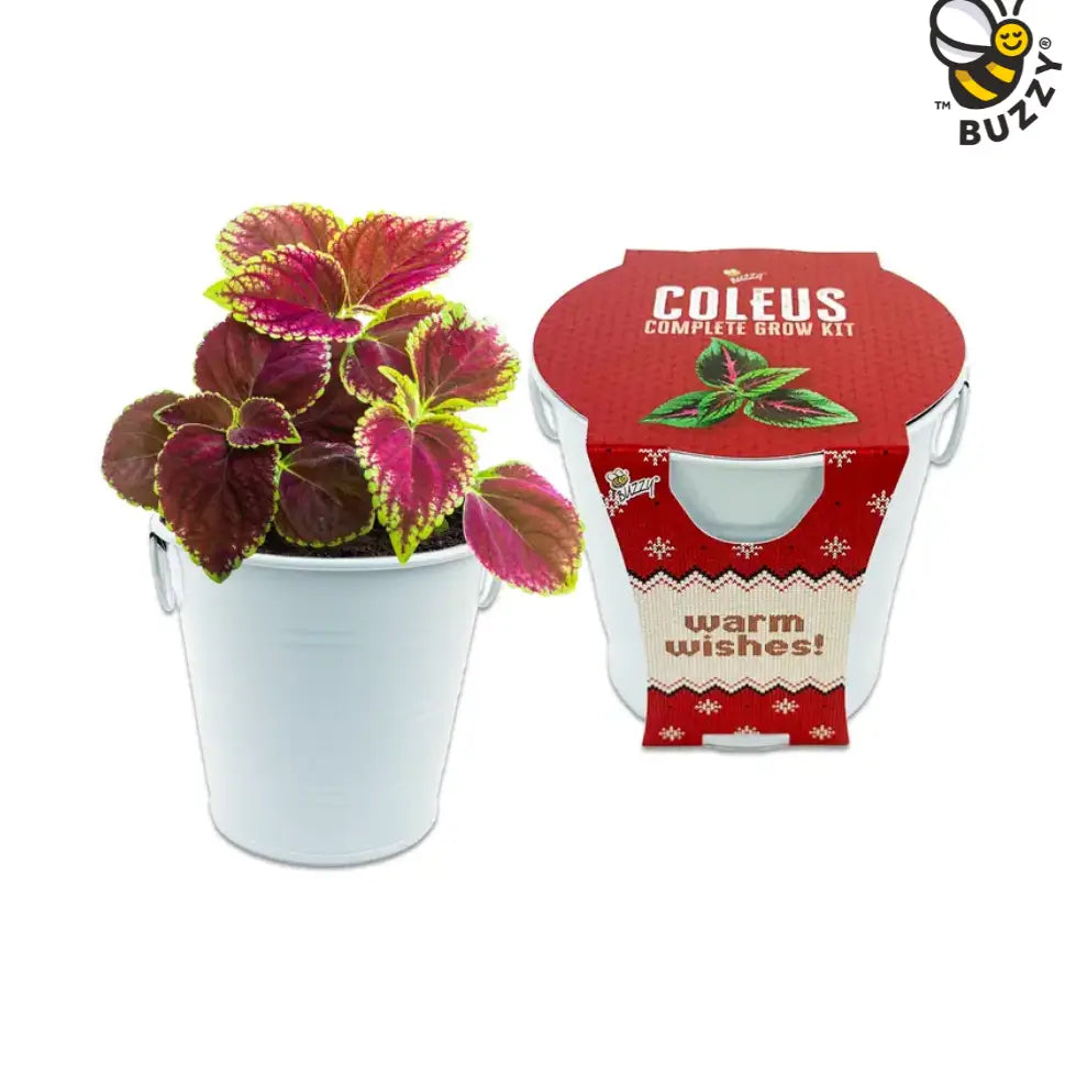 Holiday Pails - Coleus Grow Kit
