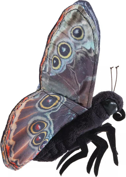 Blue Morpho Butterfly