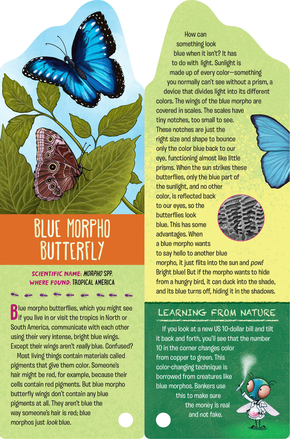 Fandex Kids: Bugs: Facts That Fit in Your Hand: 49 Incredible Insects, Spiders & More!