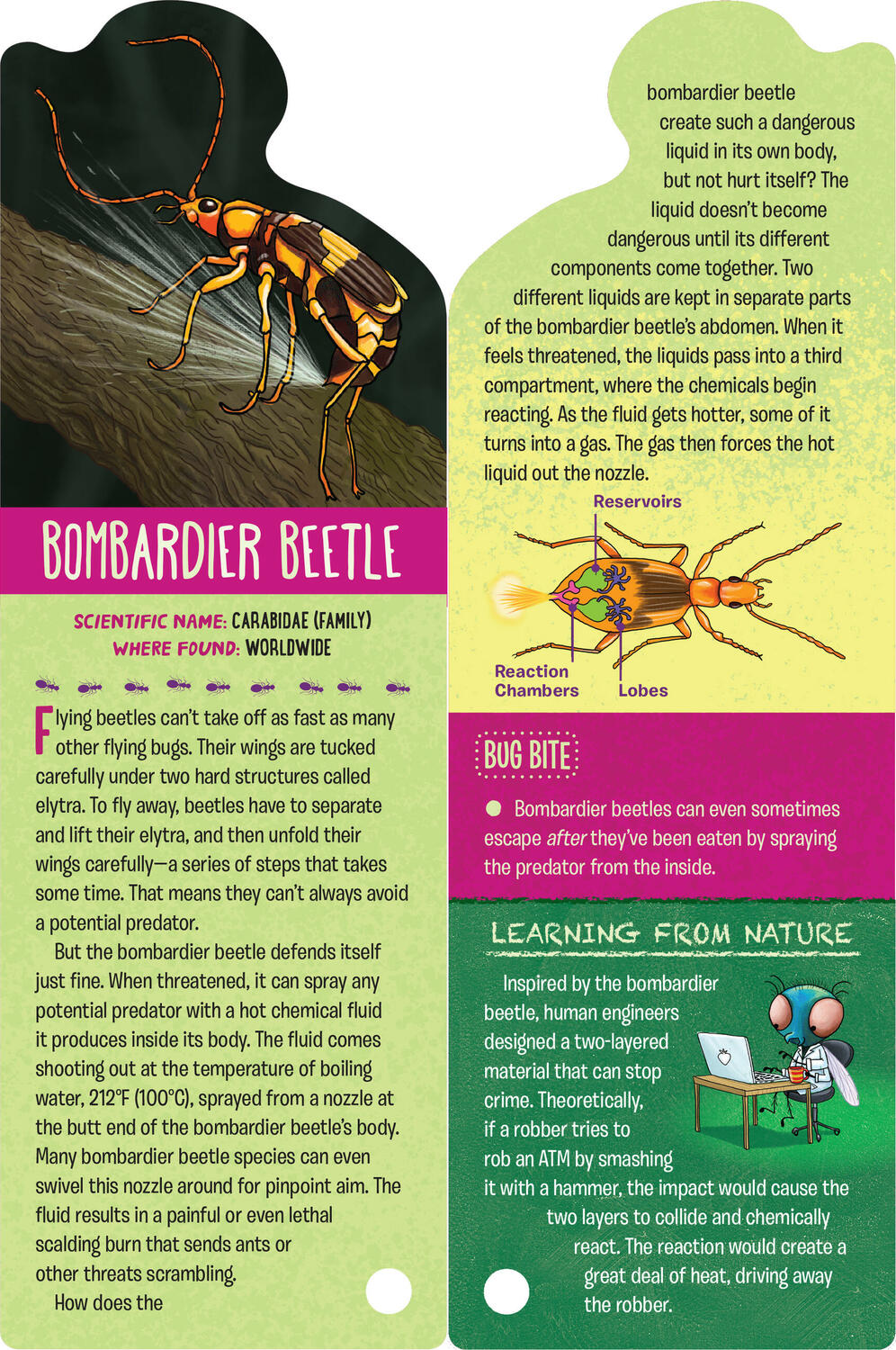Fandex Kids: Bugs: Facts That Fit in Your Hand: 49 Incredible Insects, Spiders & More!