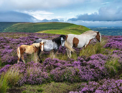 Wild Horses in the Heather 2000 Pc