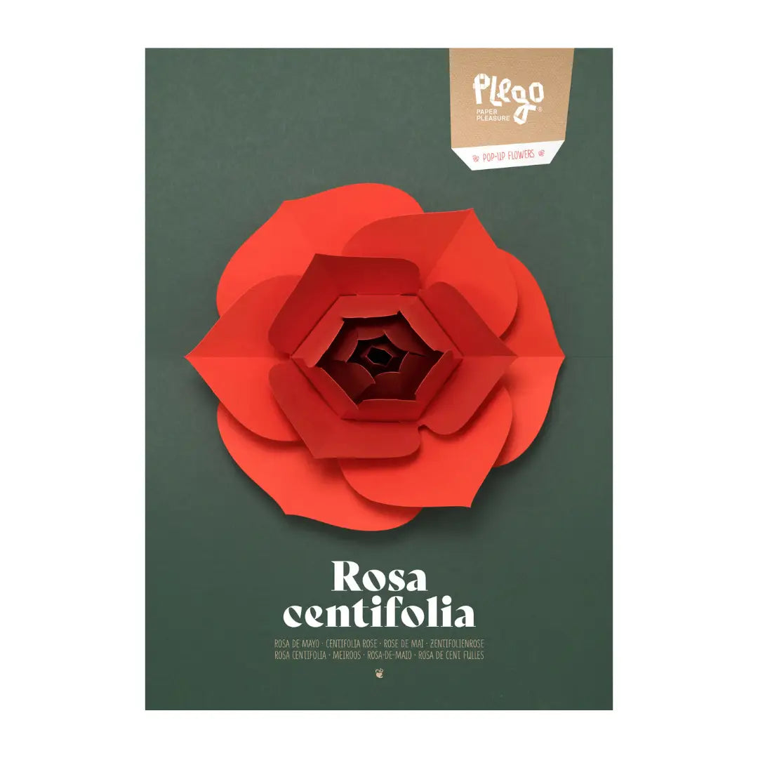 Plego Centifolia Rose