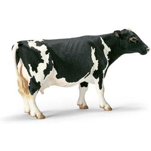 Holstein Cow