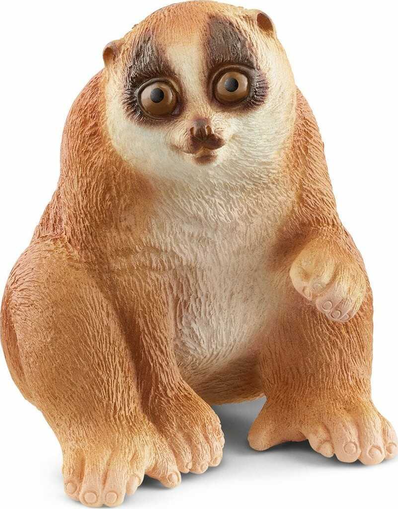 Slow Loris