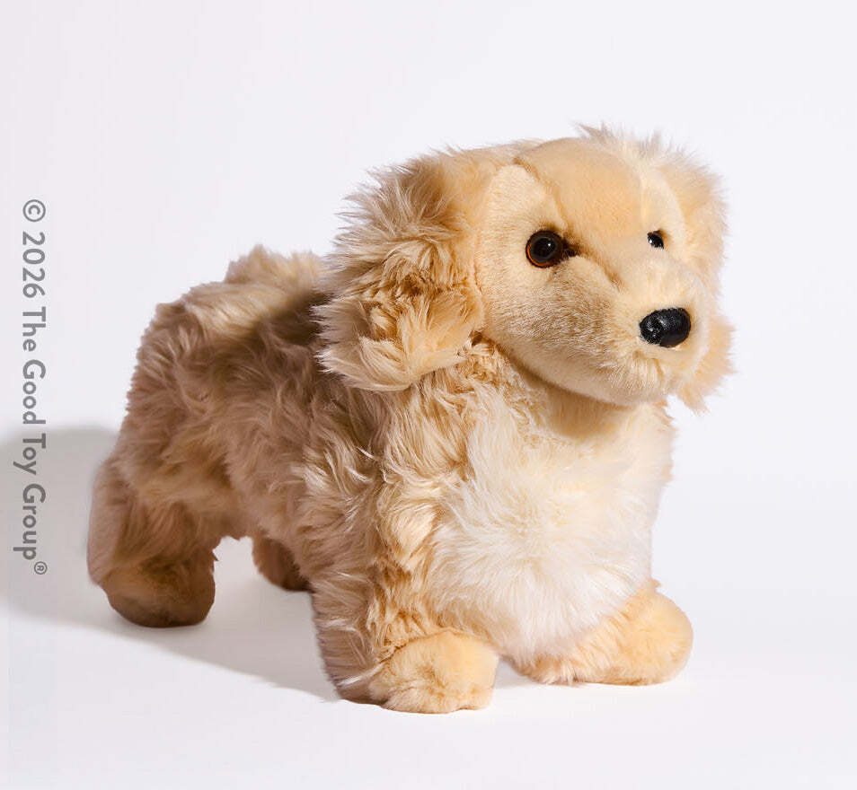 Haisley Golden Dachshund