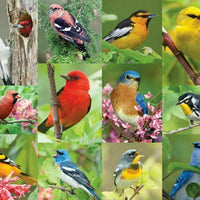 Birds of a Feather 500 Pc Puzzle