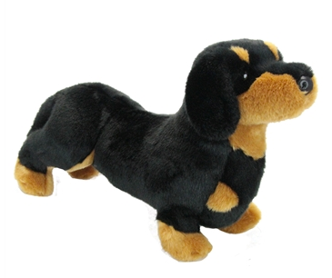 Spats the Dachshund Puppy