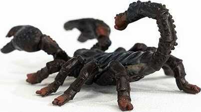 Emperor Scorpion