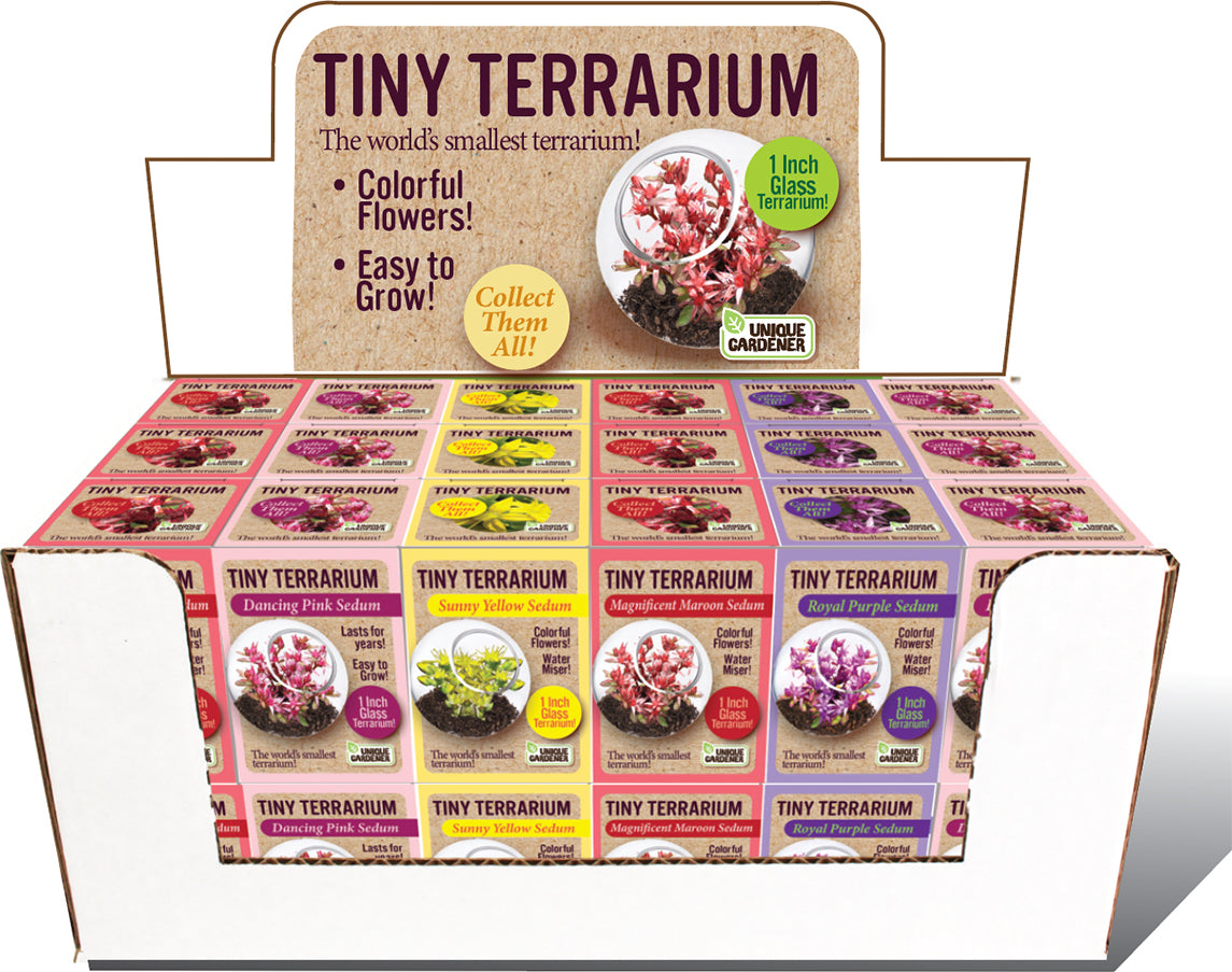 Tiny Terrarium Sedum (assorted)