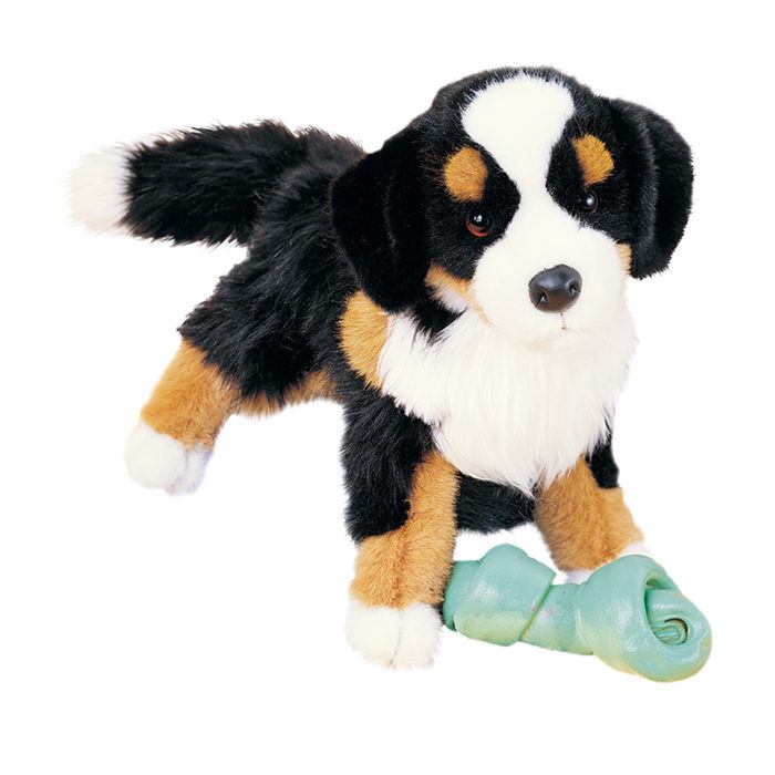 Trevor Bernese Mountain Dog